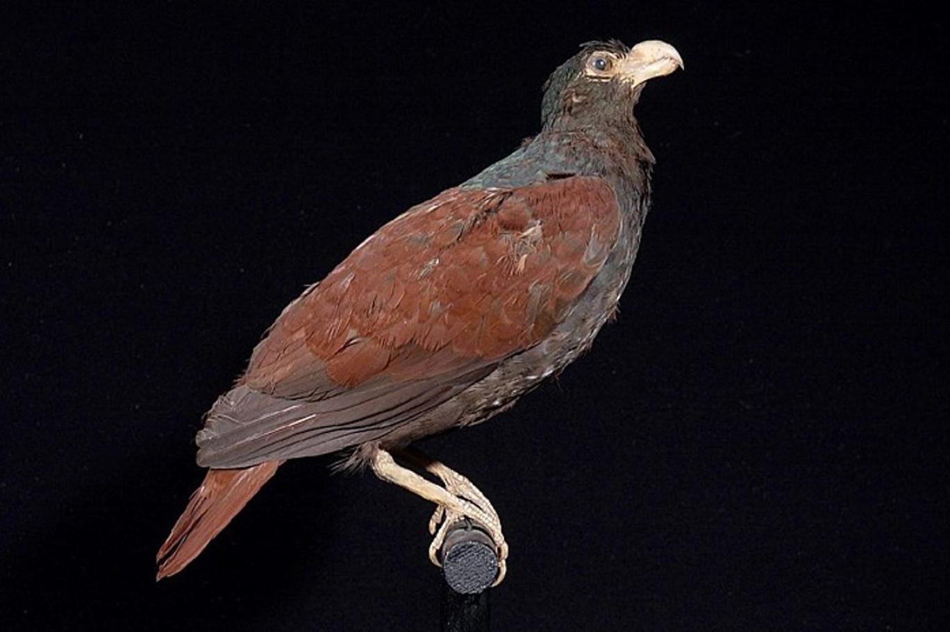 Soyu tükenmişti: Dodonun yaşayan en yakın akrabası yıllar sonra ilk kez görüldü