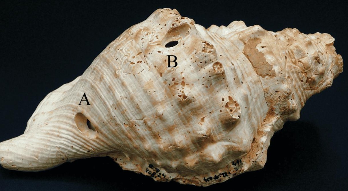 İspanya’da yeni keşif: Deniz kabukları en eski müzik aletleri olabilir