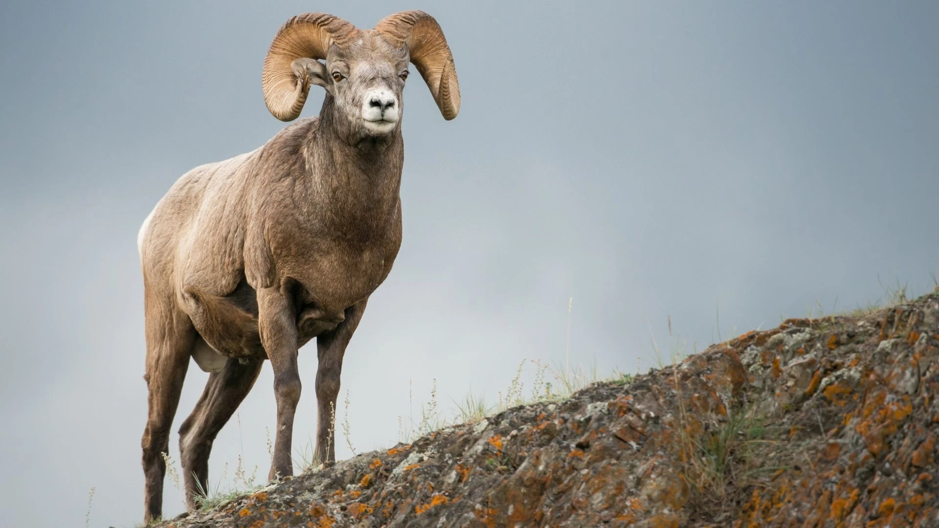 Dünyanın en eski vebasını hangi hayvanın taşıdığı bulundu