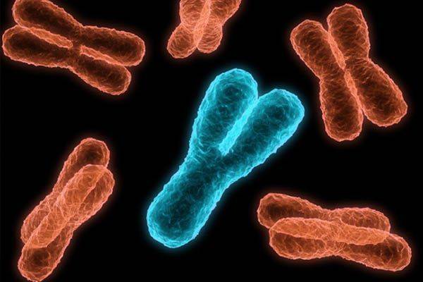 Erkekliği belirleyen Y kromozomu yok mu oluyor? Bilim dünyasında tartışma büyüyor