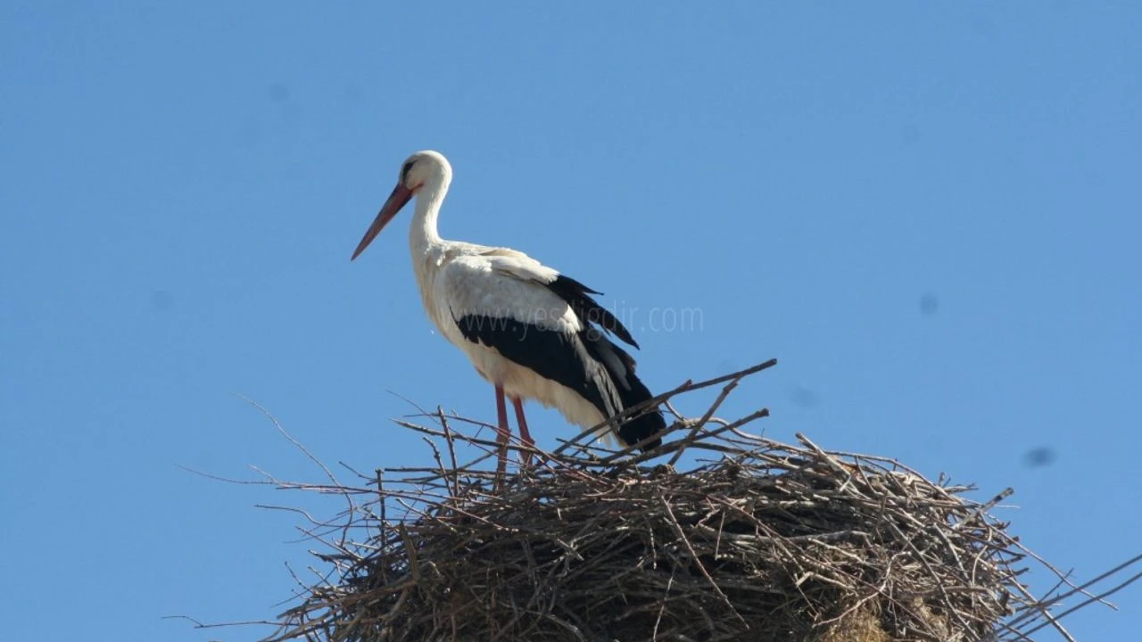 Küresel ısınma Iğdır’daki leyleklerin göç alışkanlığını değiştirdi