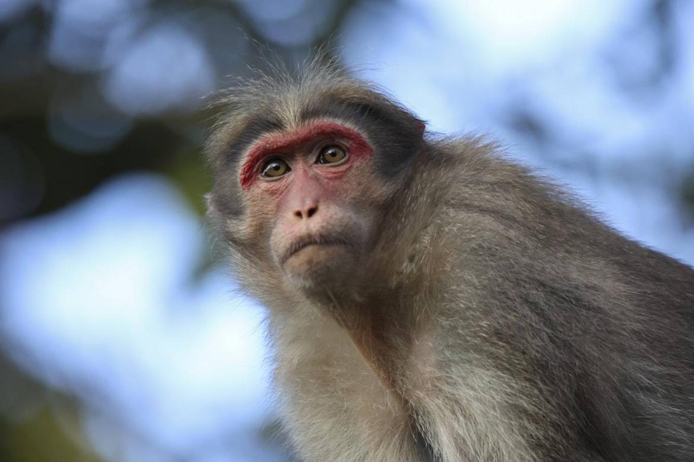 Araştırma: Antik Roma askerlerinin evcil maymunlarıyla ilginç ilişkisi