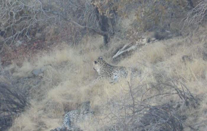 Şaho Dağları’ndan üç ‘Zagros kaplanı’ ilk kez bir arada görüntülendi