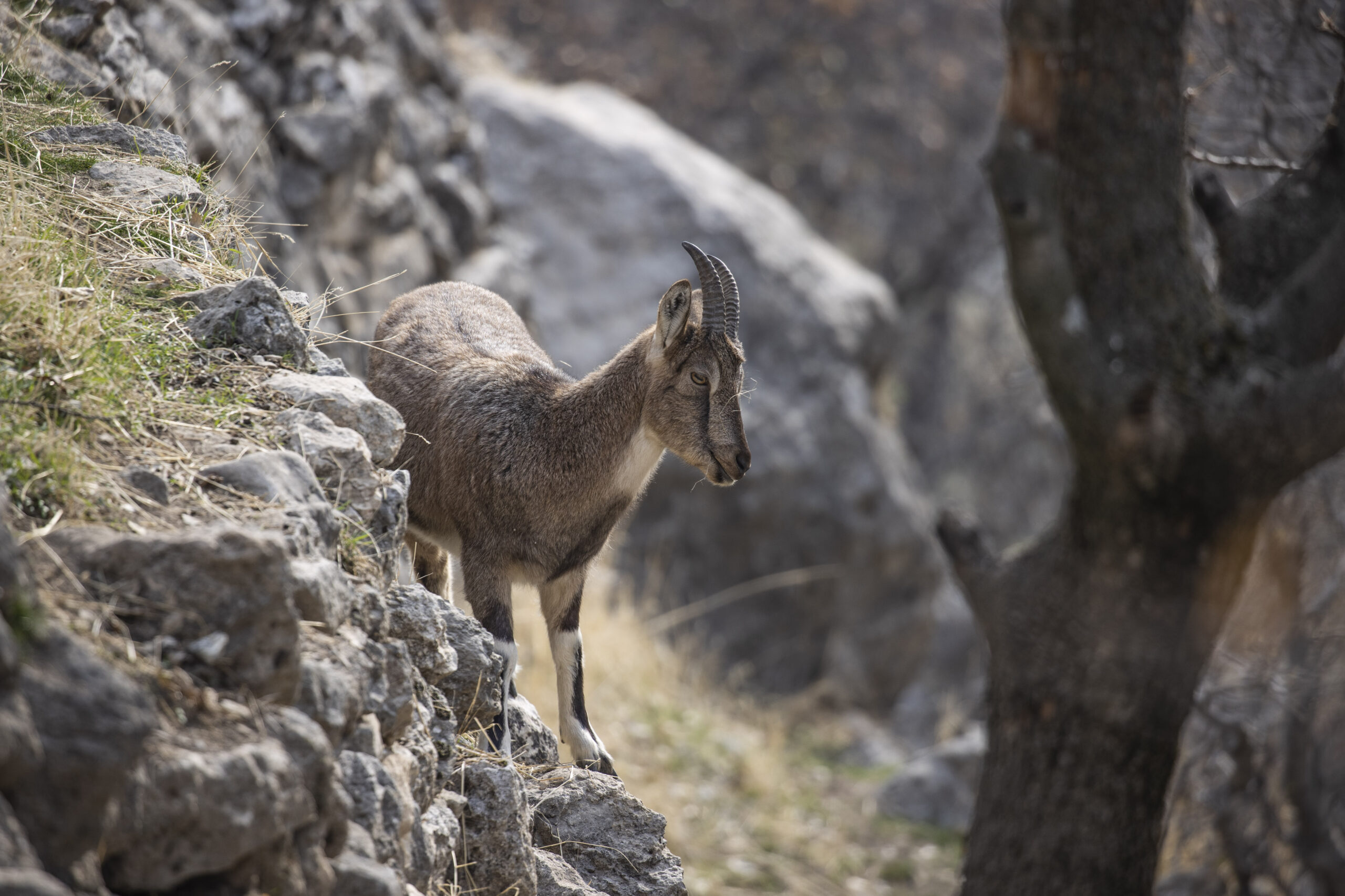 Dersim’in zirvelerden inen yaban keçileri Çemişgezek’te