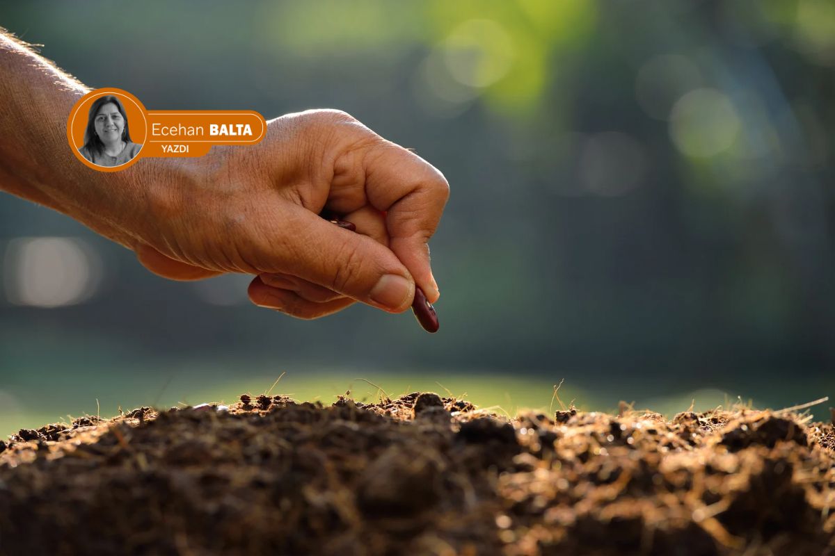 Anneannemin çeyiz sandığındaki tohum