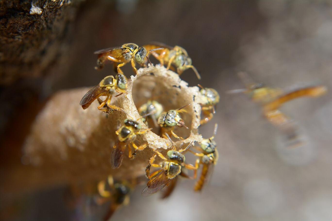 Dünyada ilk kez bir böcek türüne ‘yasal hak’ tanındı