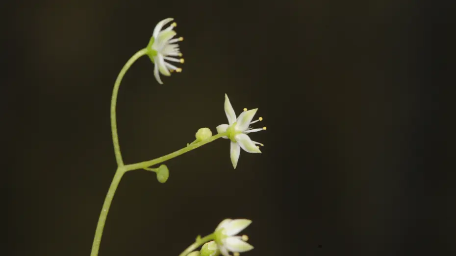 İzmir’de yeni bir endemik bitki türü keşfedildi