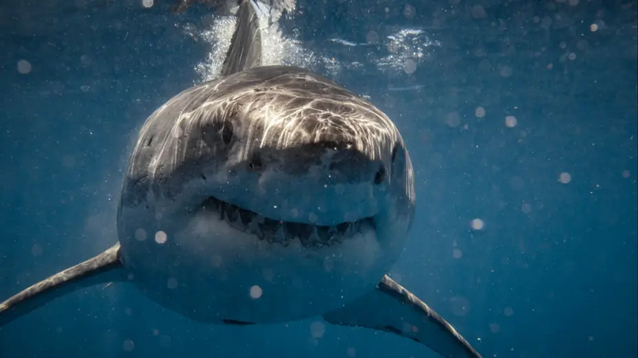Dişleri testereye dönüşüyor: Büyük beyaz köpek balığının ölümcül evrimi