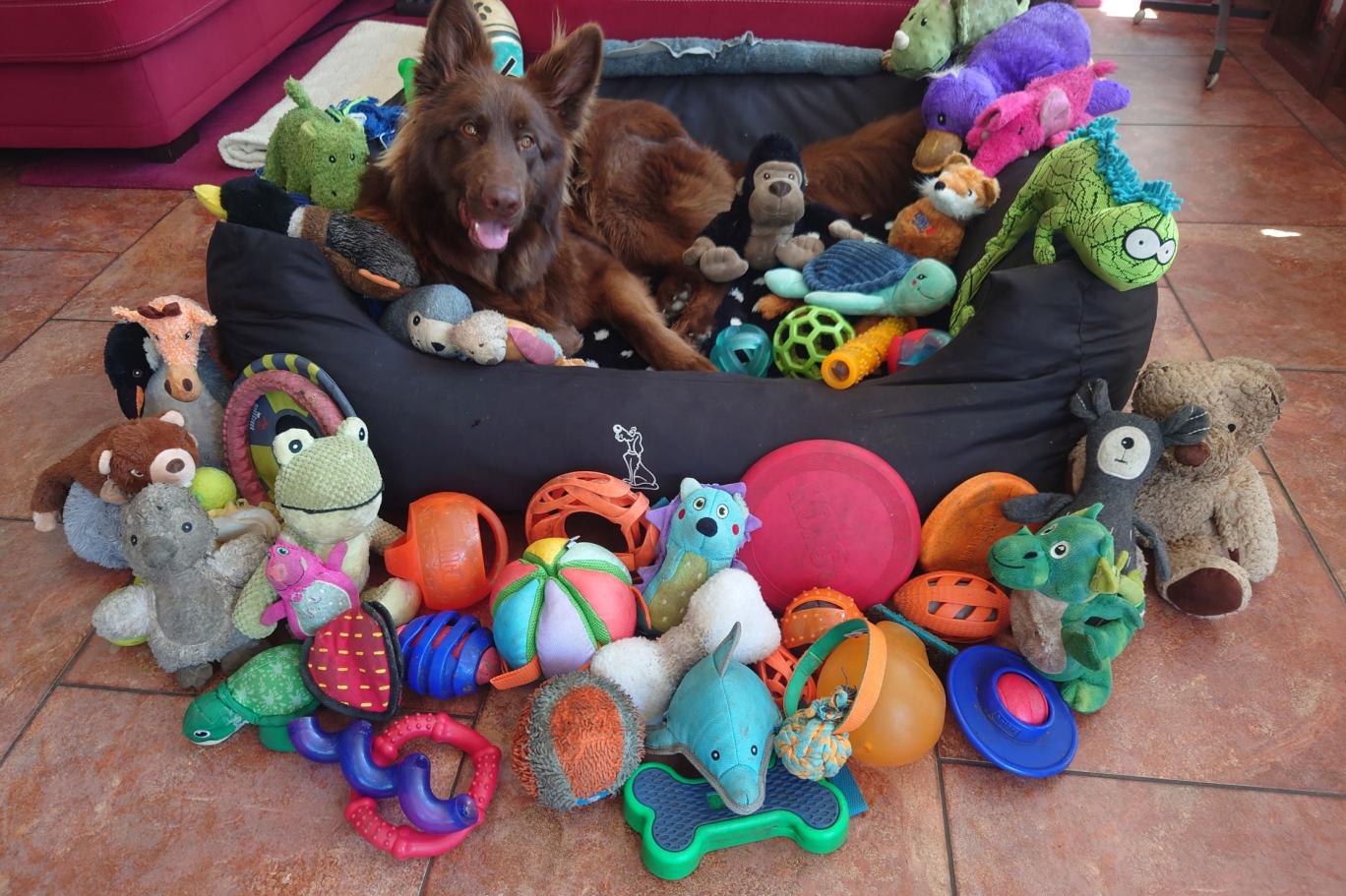 Araştırma: Köpekler kelime öğrenmede bebeklerle yarışıyor