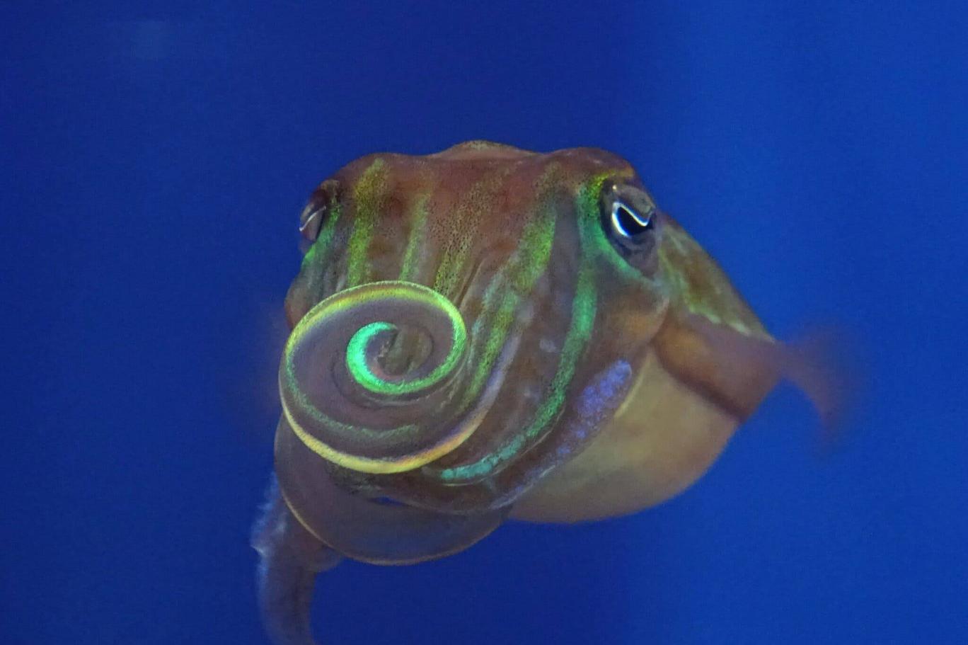 Araştırma: Kur yapmak için ışığı büken mürekkepbalığı