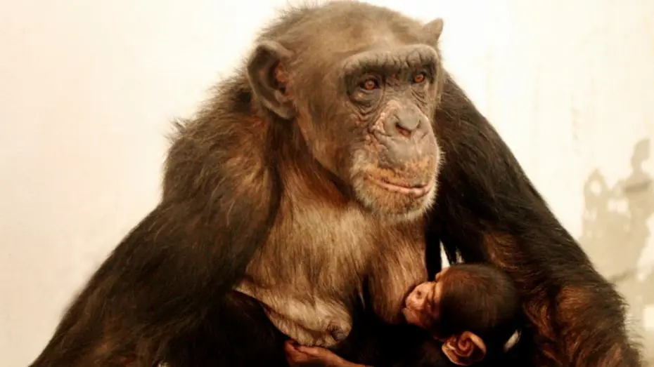 Çince ve İngilizce bilen dahi şempanze hayatını kaybetti