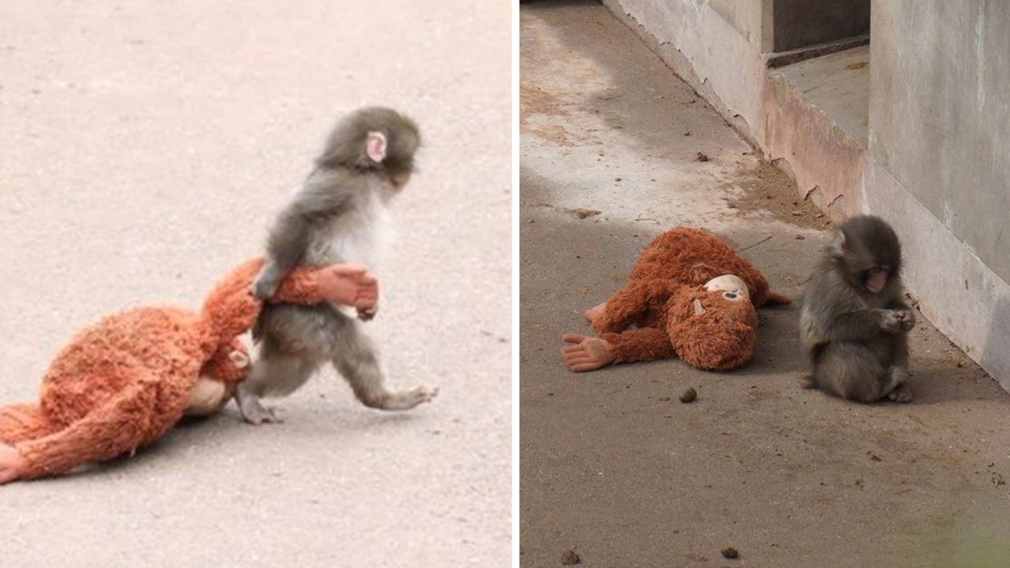 Annesi tarafından reddedilen yavru maymun Punch, peluş oyuncağıyla teselli buluyor
