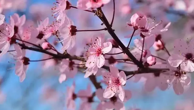 Baharın habercisi yolda: İlk cemre ne zaman düşecek?