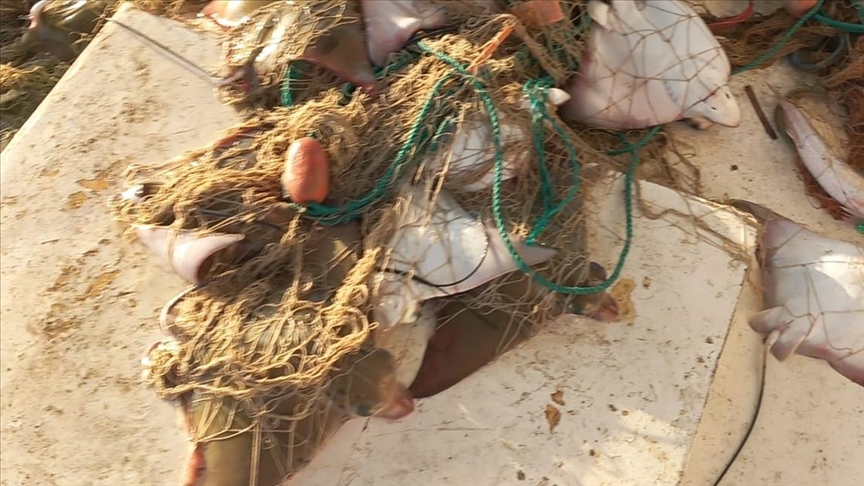 Nesli tehdit altındaki ‘boğa vatozu’ Antalya’da sürü halinde ağa takıldı