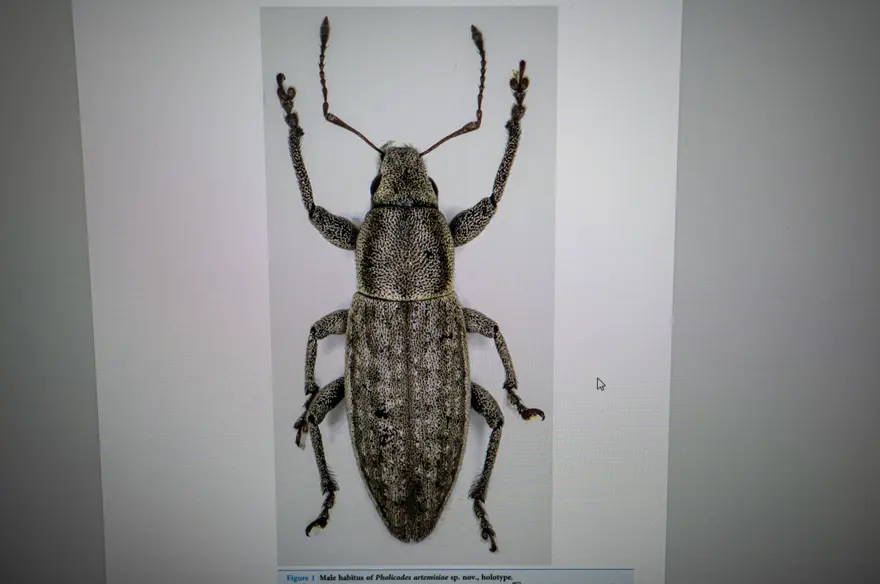 Erzurum ve Hakkari’de iki hortumlu böcek keşfi: Dünya literatürüne girdi