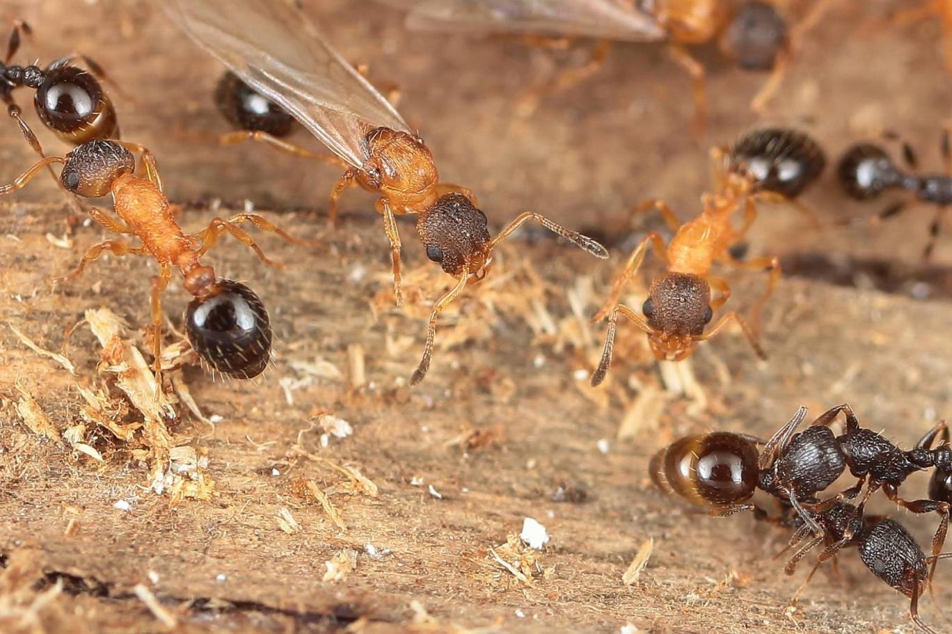 Burada tüm karıncalar kraliçe: Japonya’daki tür şüpheleri doğruladı