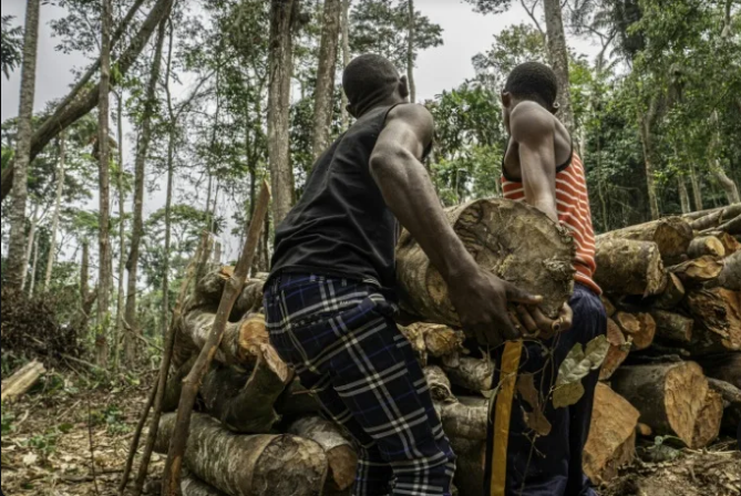 Kongo Demokratik Cumhuriyeti’nde orman katliamı savaşa dönüşüyor