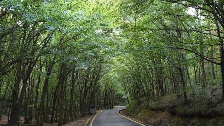 Cumhurbaşkanlığı kararı: 21 ilde bazı alanlar orman sınırları dışına çıkarıldı