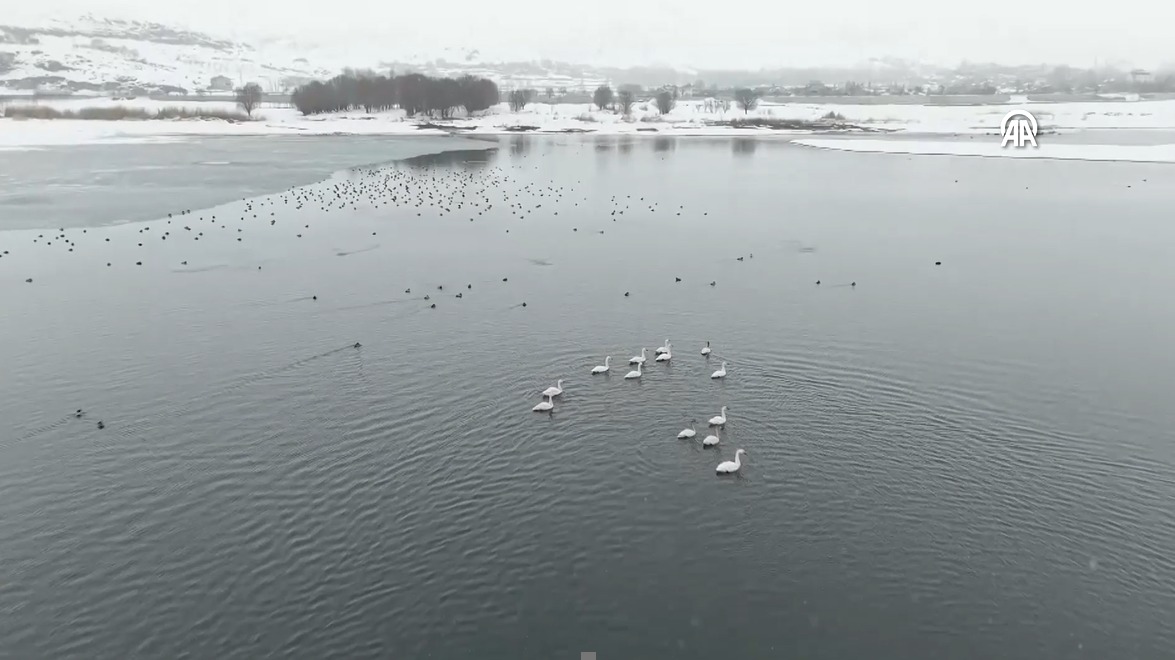 Sibirya’dan gelen kuğular kışı Van Gölü Havzası’nda geçiriyor