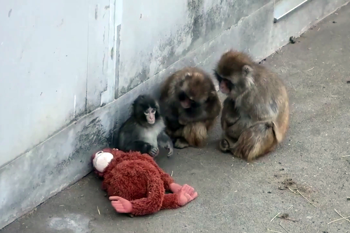 Sürüsü tarafından dışlanan Punch’tan güzel haber: Yalnızlıktan kurtuldu