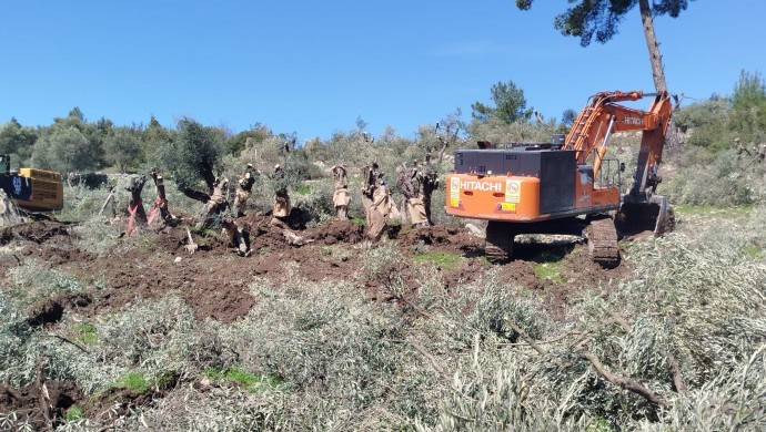 Akbelen’de acele kamulaştırılan zeytinlikler sökülüyor
