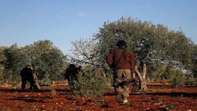 Afrin’de zeytin ağaçları kesilmeye devam ediyor
