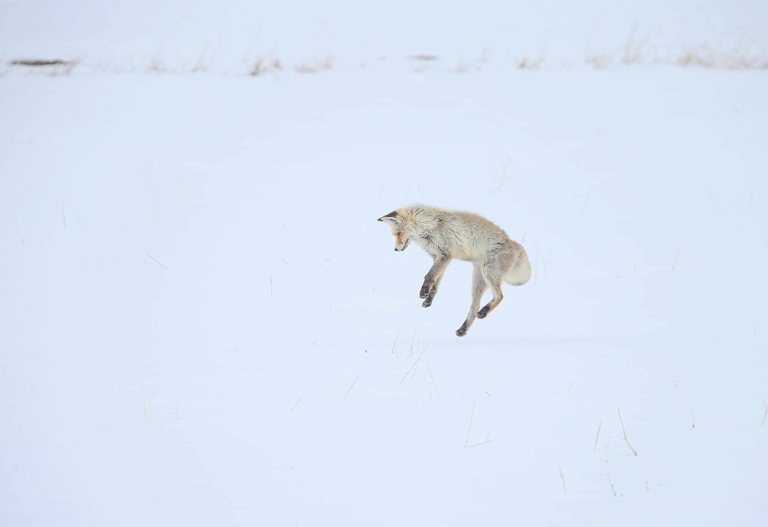 FOTO GALERİ | Beyaz örtü üstünde bir tablo gibi : Kızıl tilkinin kar dalışı