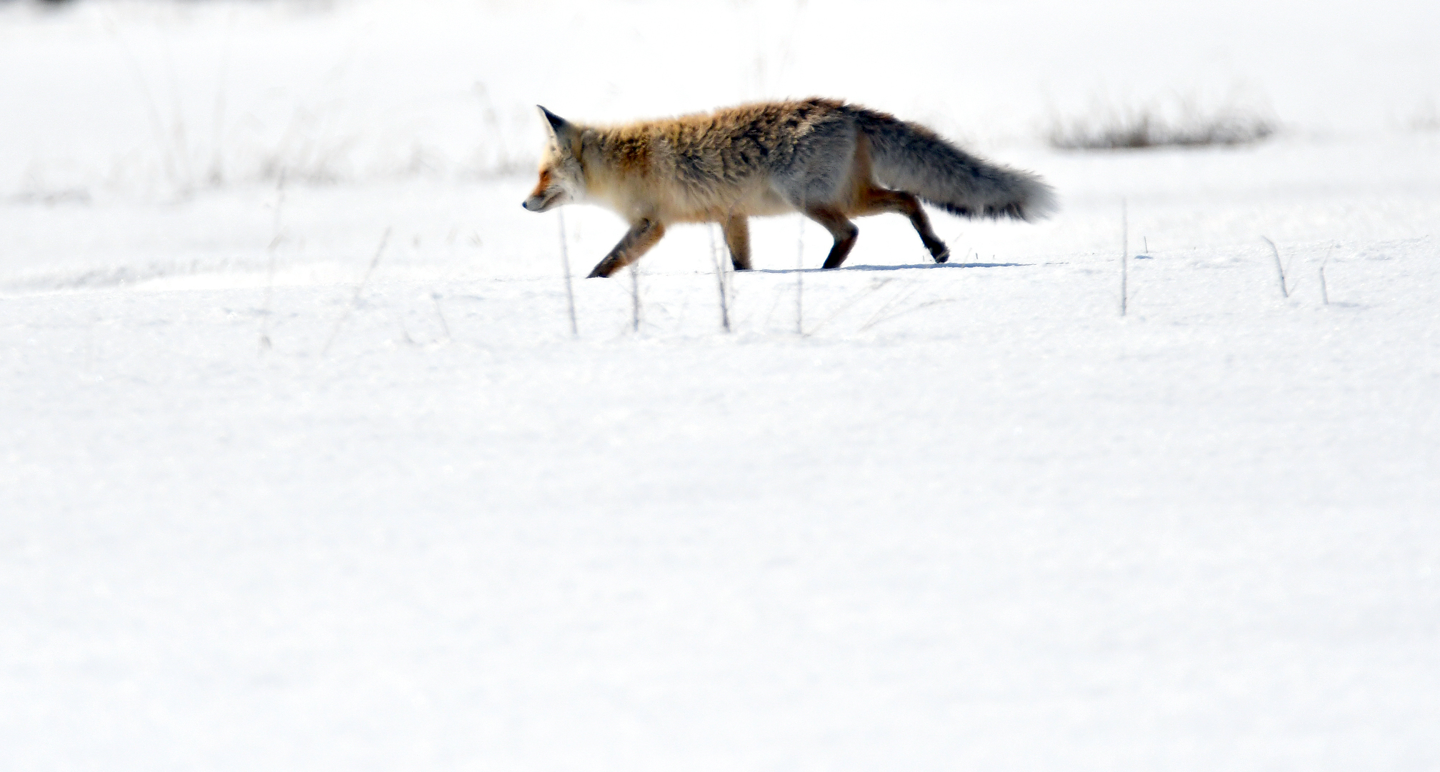 Karlar altında yaşam savaşı: Sarıçam’ın gizli sakinleri objektiflere yansıdı