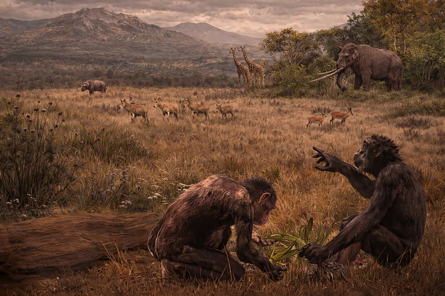 Evrim teorisinde yeni iddia: İlk iki ayak üzerinde yürüyen maymunlar Avrupa’da ortaya çıkmış olabilir