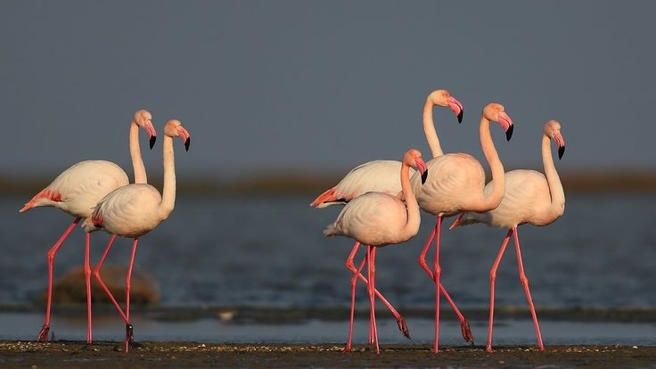 Kuraklıktan kurtulan Seyfe Gölü, göçmen kuşları ağırlıyor: ‘Burası bizim için bir vaha, korumalıyız’