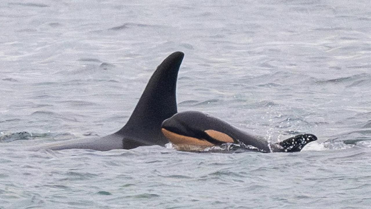 17 gün ölü yavrusunu taşıyan katil balina Tahlequah’ın hikâyesi bilim dünyasında yankı uyandırdı