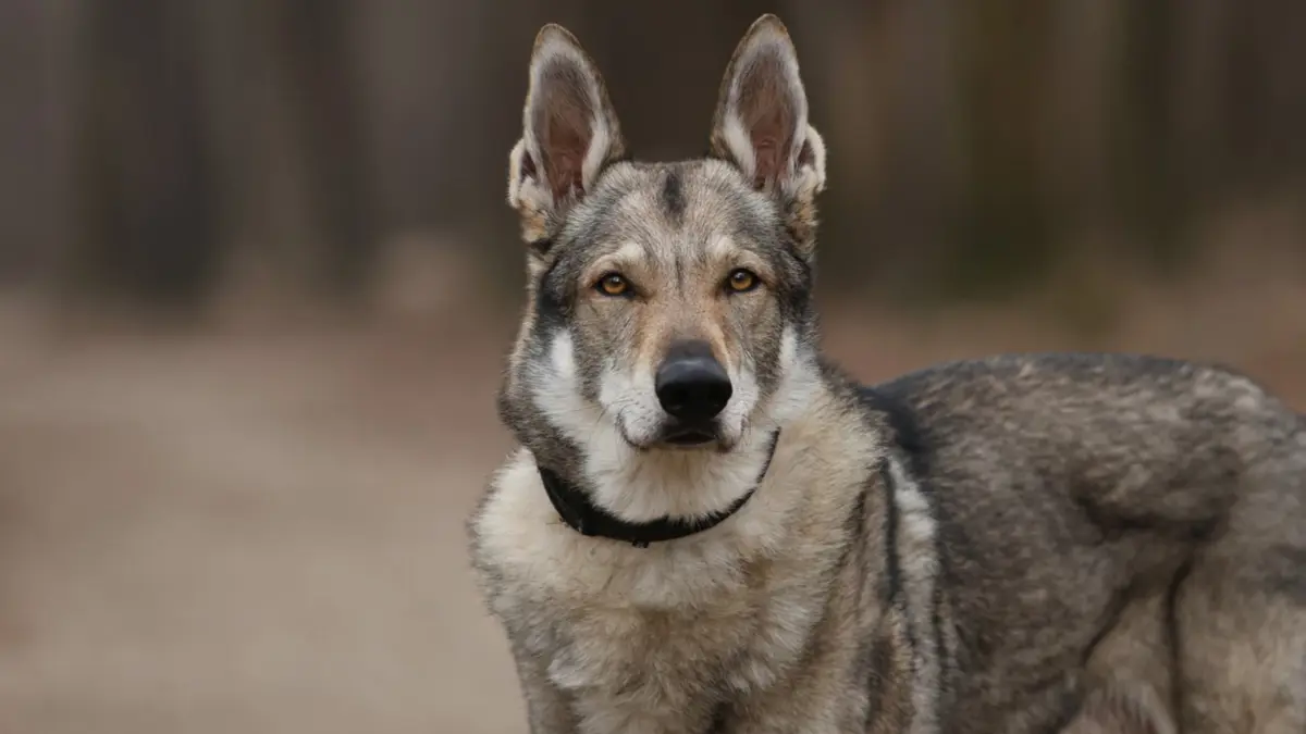 En eski köpek DNA’sı Türkiye’de bulundu: 16 bin yıllık dostluk