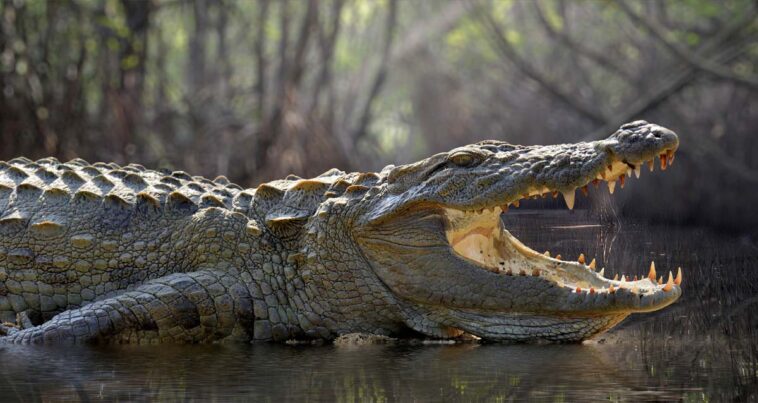 215 milyon yıllık sürüngen keşfi timsah evrimi teorilerini tartışmaya açtı