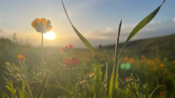 Şengal Dağı’nda bahar coşkusu: ‘Doğa yeşerdi, dualar barış için’