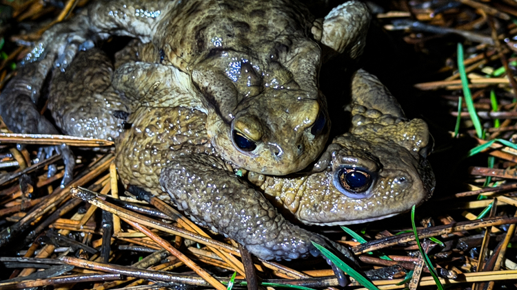 Ormandan gölete 5 bin yıllık göç başladı