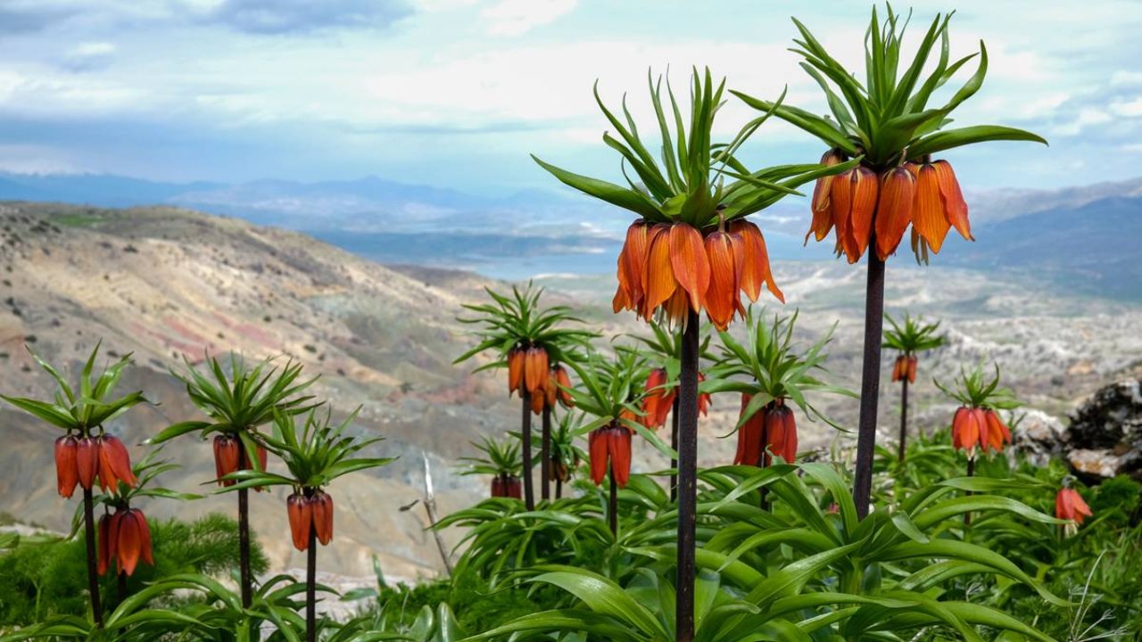Diyarbakır’da görsel şölen: Sakız Dağı’nda ters lale mevsimi