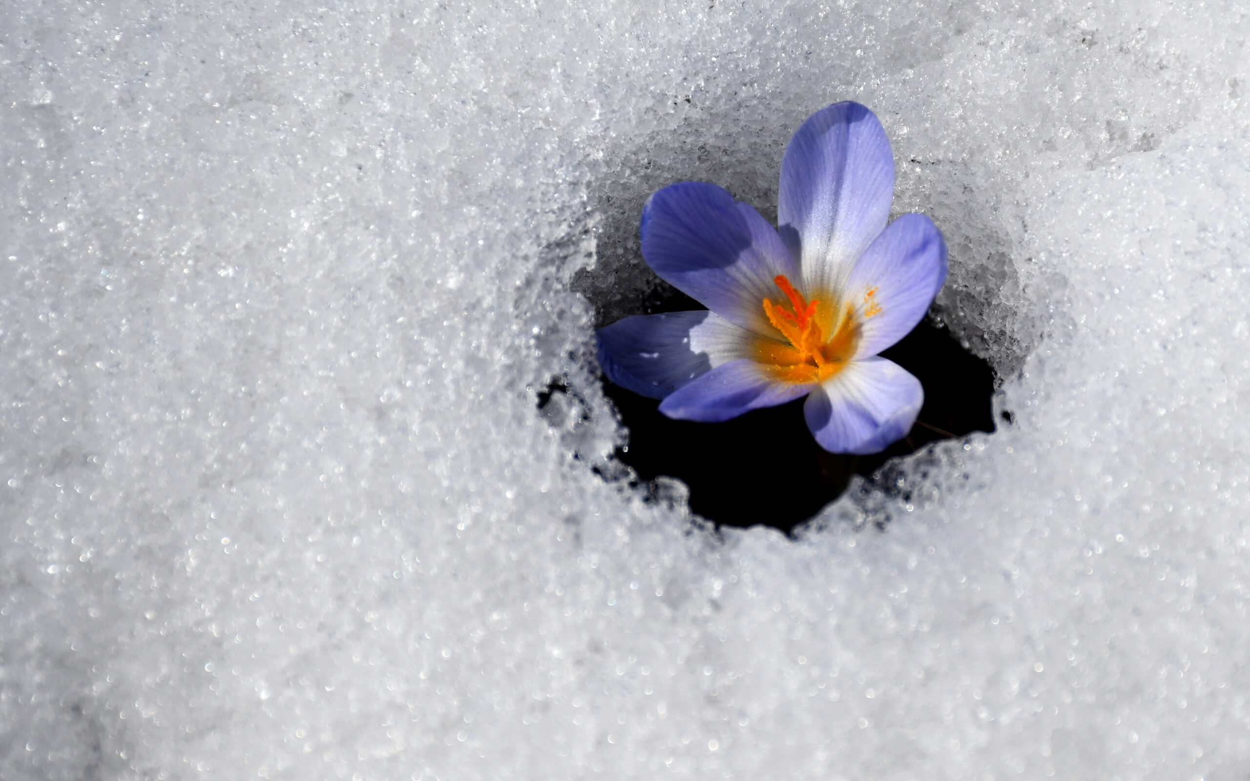 Baharın güzelliği: Kardelenler ve çiğdemler karı delip çıktı