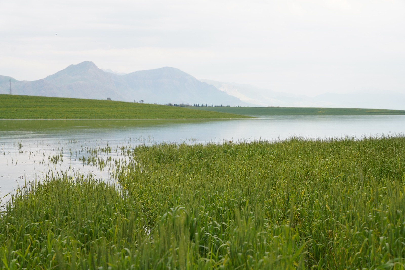 Süleymaniye’de şiddetli yağışın etkisi:  Barajlar doldu, ekinler sular altında kaldı