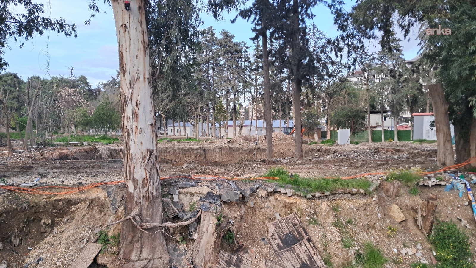 Asırlık ağaçlar nehir ıslah çalışması sırasında kesiliyor: ‘100 yıllık park bu şekilde yok edilerek nereye varılacak?’