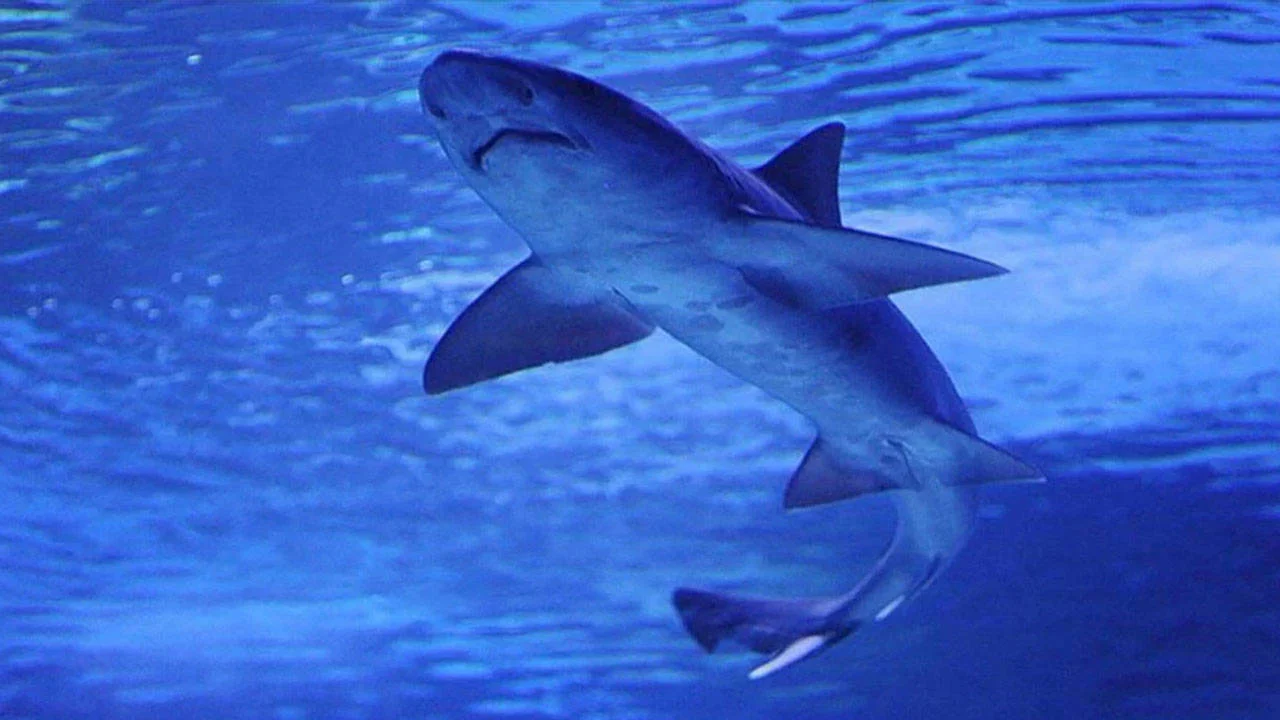 Turizm kirliliği: Bahamalar’daki köpekbalıklarında kokain saptandı