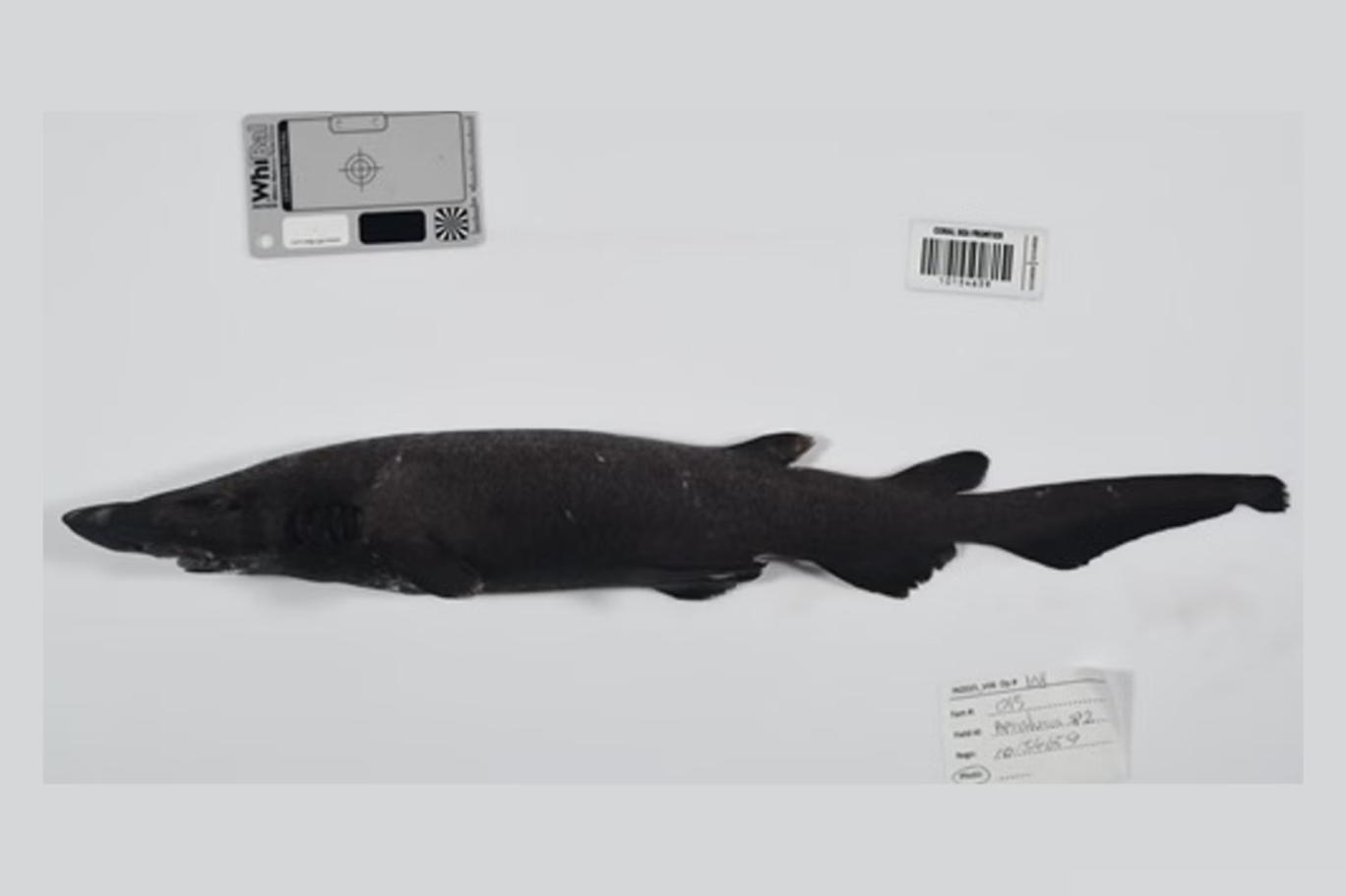 Mercan Denizi’nde 100’den fazla derin deniz türü keşfedildi