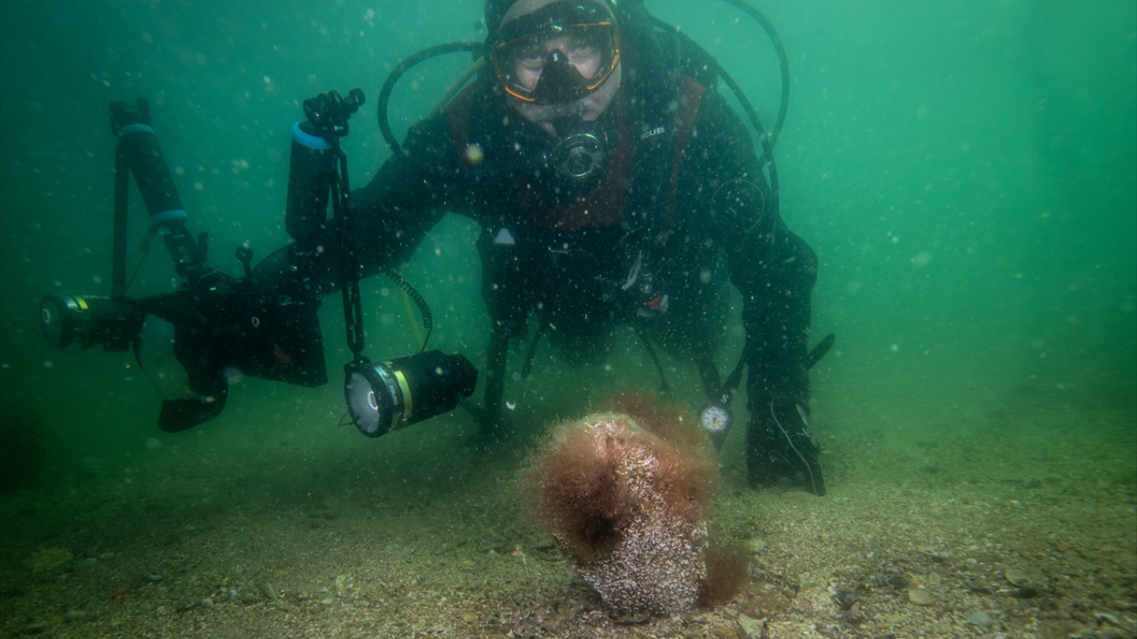 Saatte 6 litre deniz suyunu filtreliyor | Tuzla sahilinde mucizevi keşif: Pina