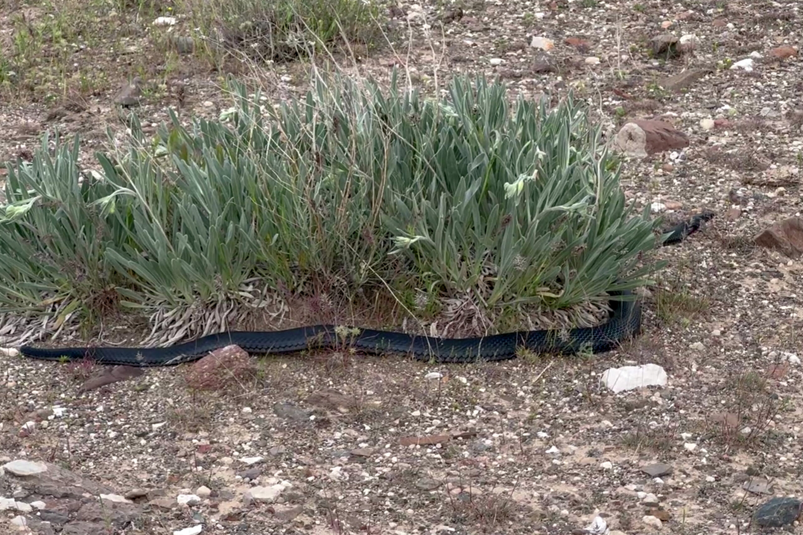 Elazığ’da çiftçi dostu kara yılan görüntülendi