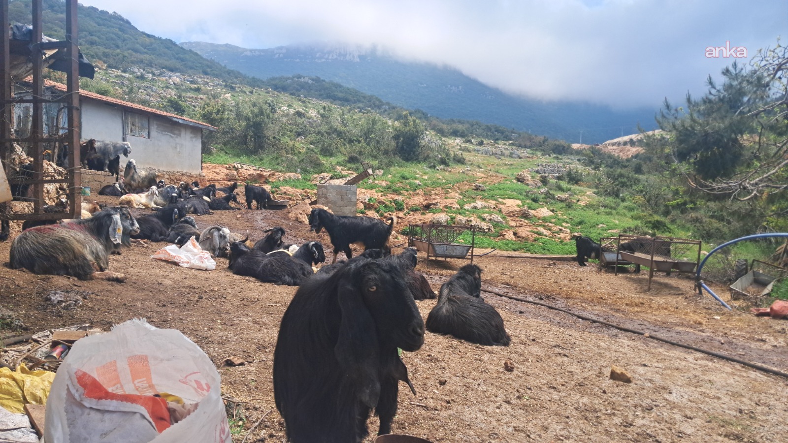 Hatay’da merada otlayan 65 keçinin içtikleri su nedeniyle öldüğü iddia edildi