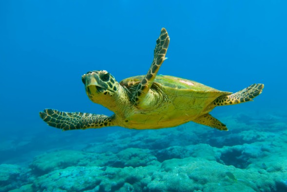 Dalyan’da sezonun ilk caretta caretta yuvası belirlendi