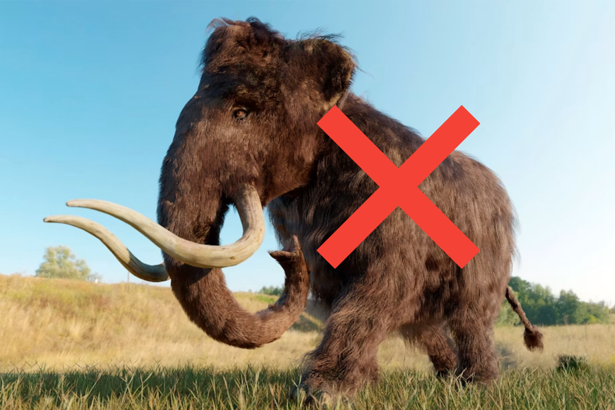 70 yıl boyunca mamut sanıldı: Müzedeki kemiklerin başka hayvana ait olduğu ortaya çıktı
