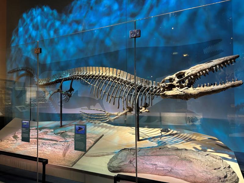 Denizlerin T-rex’i, Teksas’ta keşfedildi