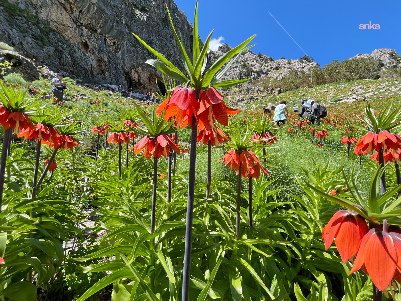 Dersim’de koruma altındaki ters laleler ziyaretçiler nedeniyle tehdit altında