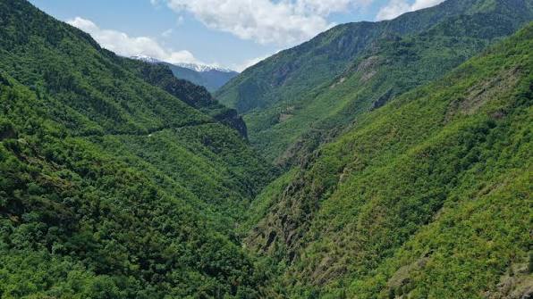 Artvin’de orman alanındaki maden projesine ÇED onayı