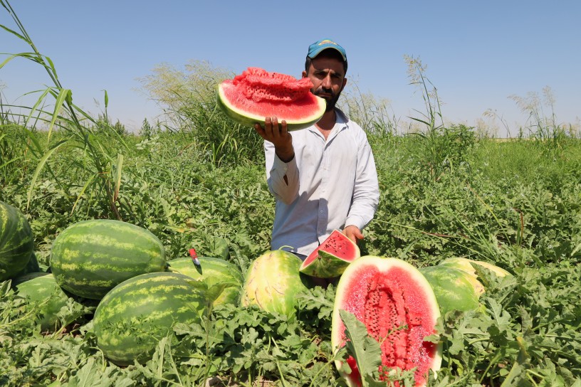 Diyarbakır karpuzunda hasat başladı: Verim yüz güldürdü, fiyatlar üzdü
